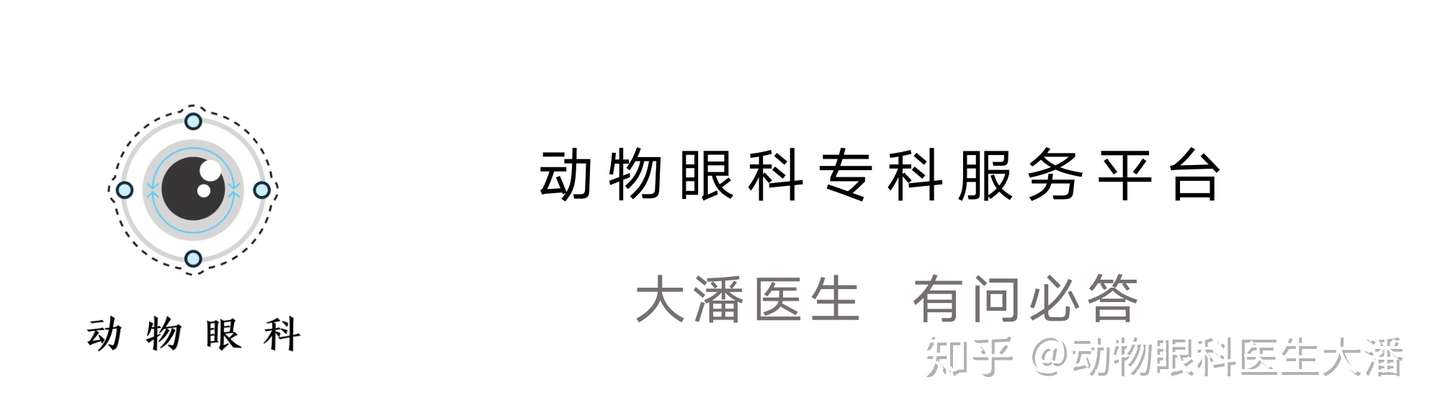 保守治疗斗牛犬角膜穿孔 又省下了一大笔费用 知乎
