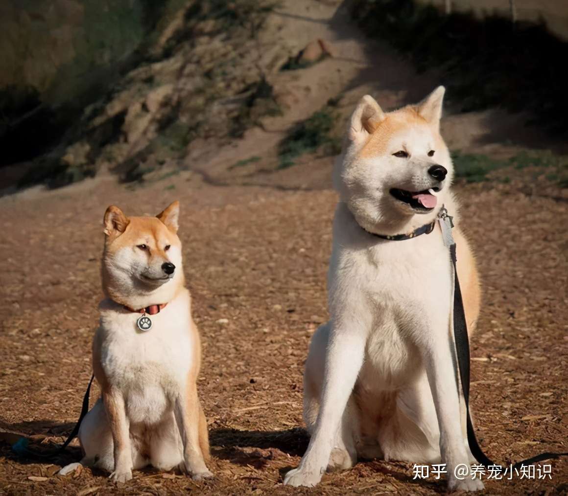 养品种犬 居然还有这些遗传病 你都清楚吗 知乎