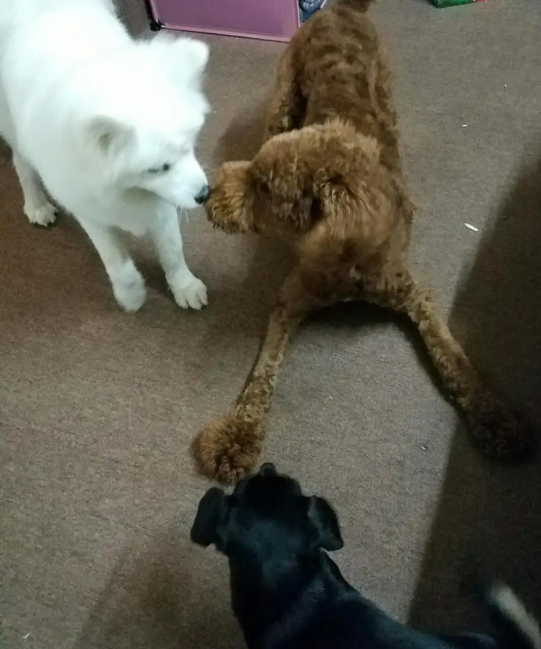 命运悲惨的繁殖犬 知乎