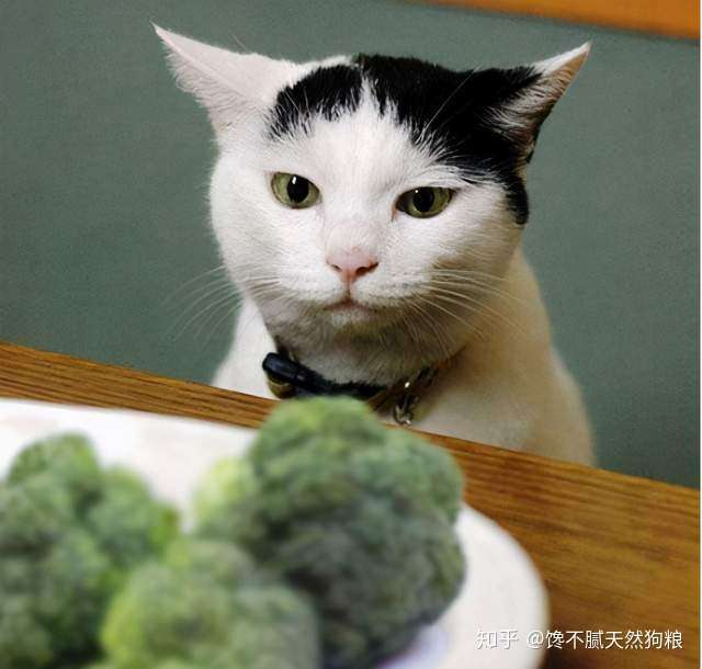 猫除了吃猫粮 其实还可以吃这几种辅食 营养更均衡 知乎