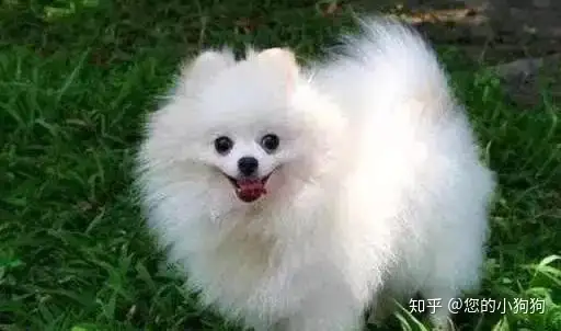 如何区分大型犬 中型犬 小型犬 知乎