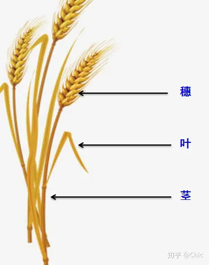 小麦结构示意图全株图片