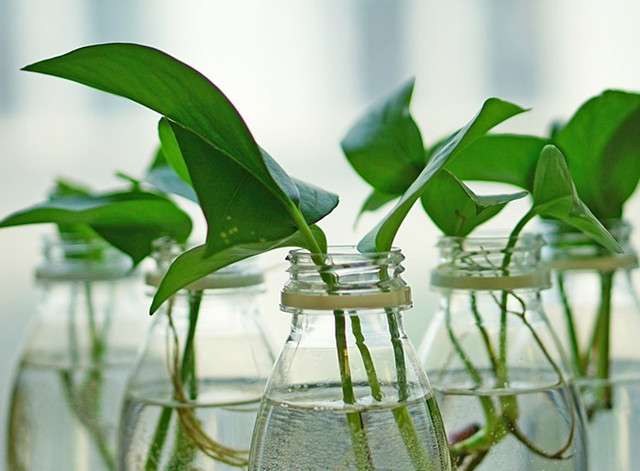 水培玻璃瓶容易长绿藻 如何避免 知乎