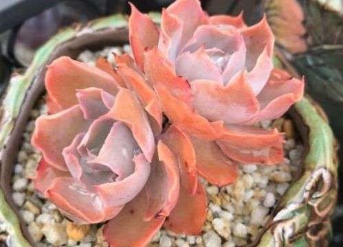 多肉植物徒长也有好处 这五点你知道吗 知乎