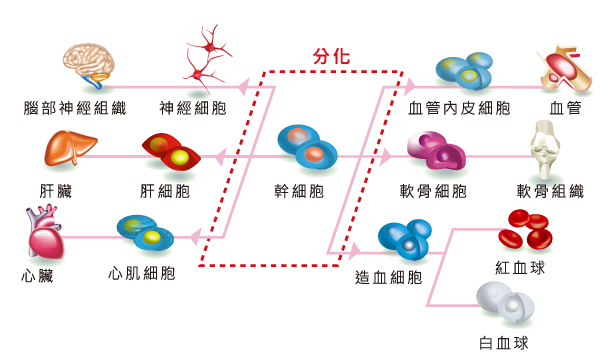 间充质干细胞分化图