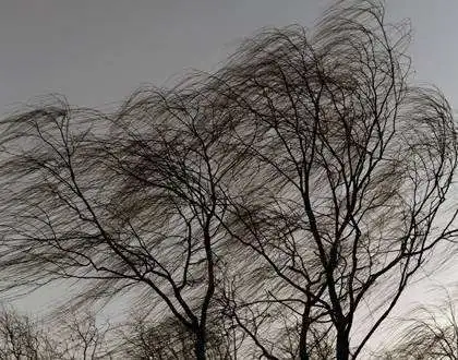 昨天傍晚起,大风呼呼地叫着,铺天盖地而来.