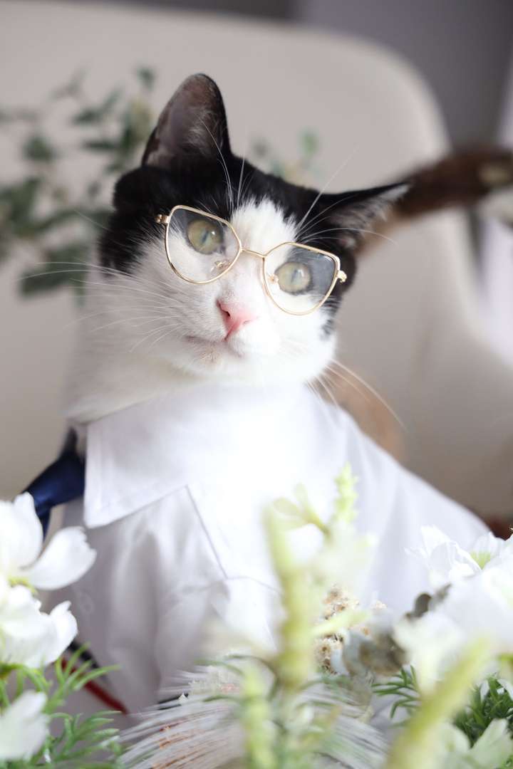 b站up花花与三猫经常在动态里发猫猫图,其中这两张中分,满满的斯文