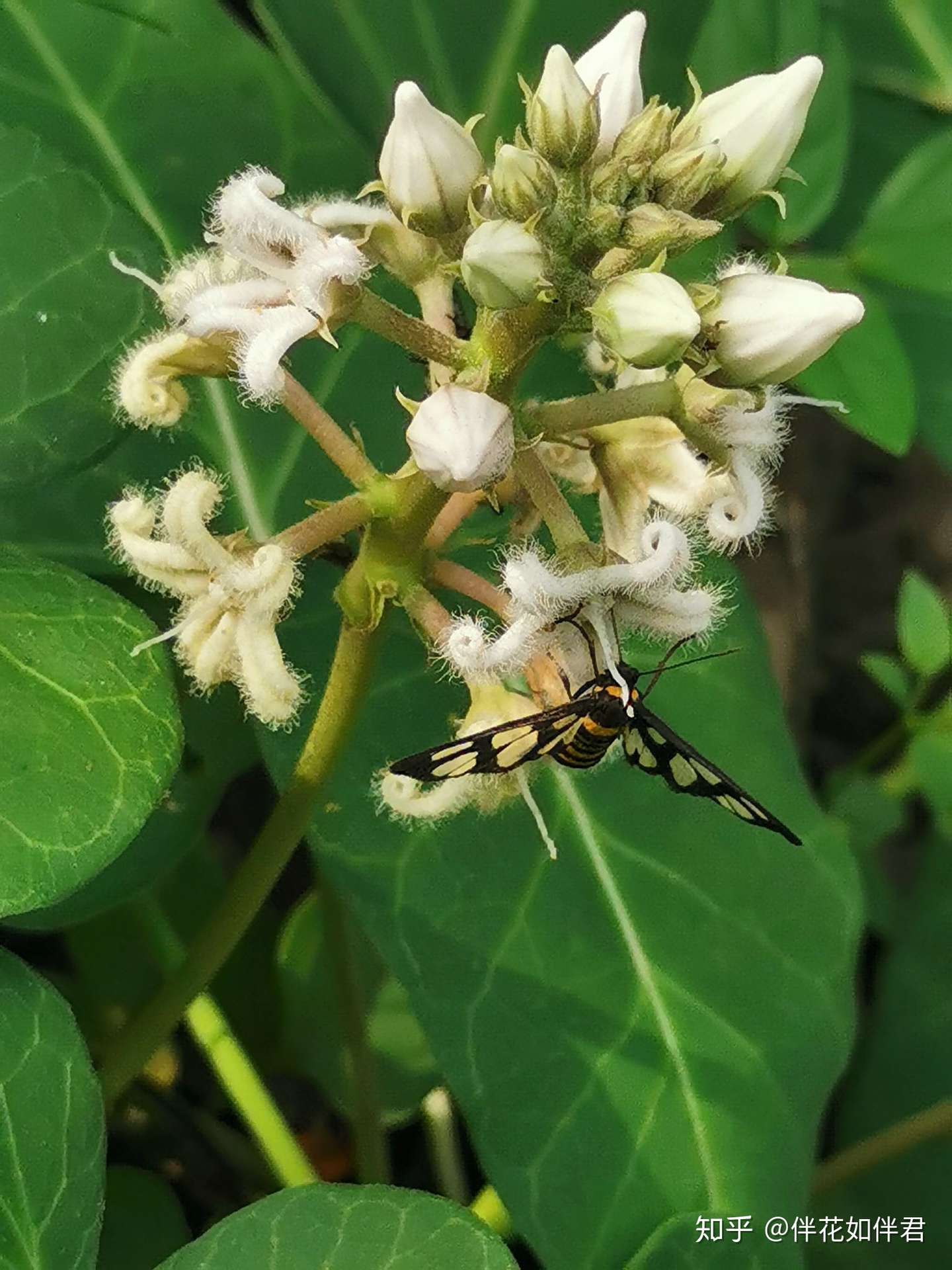 杀死昆虫的植物之萝藦篇 知乎