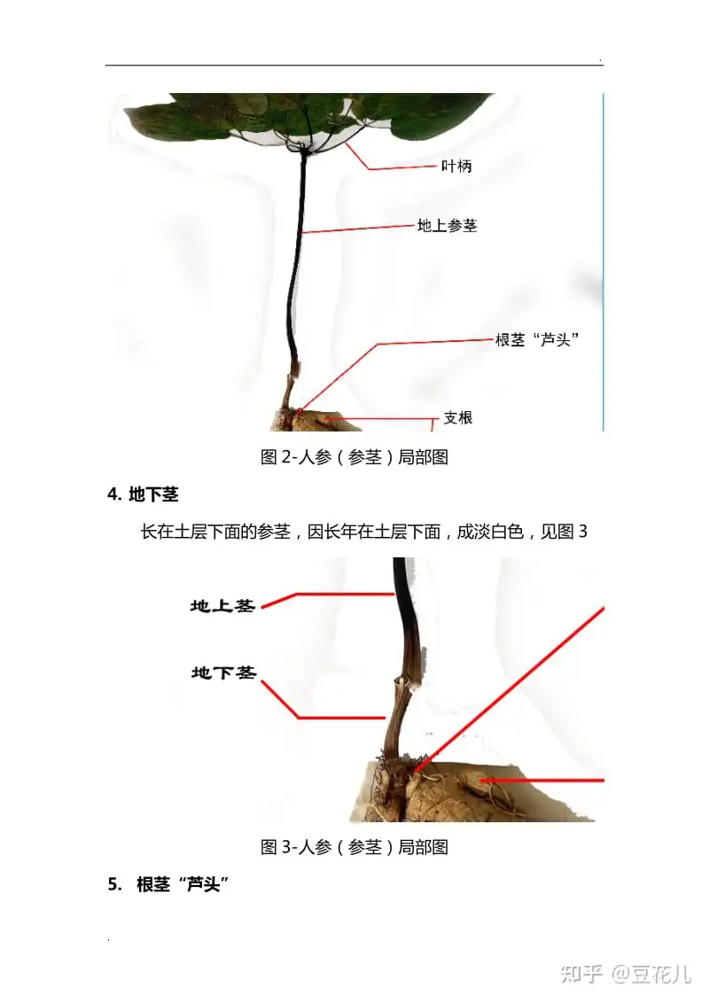 人参结构说明及图解(人参标本版) - 知乎