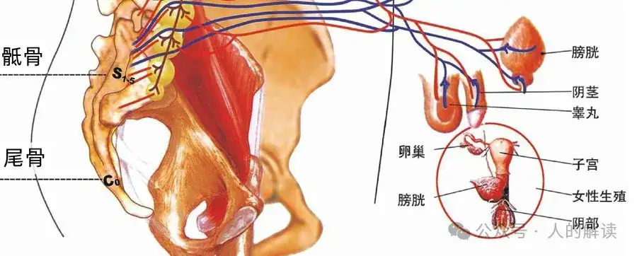 性能量的最高等级就是雌雄同体-人的解读