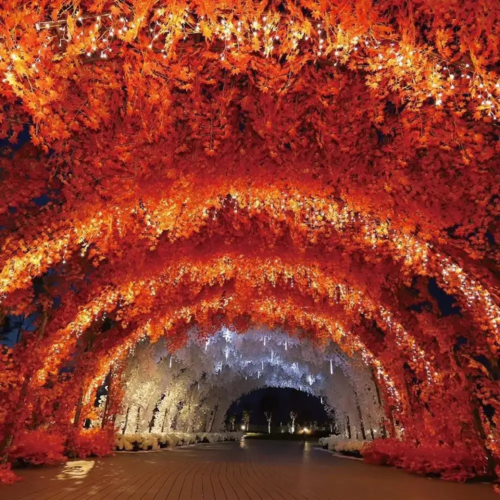 槟城新景点 四季拱型花海隧道 知乎