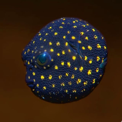 苏澄宇 的想法: 未成年的白点叉鼻鲀(arothron meleagris… - 知乎