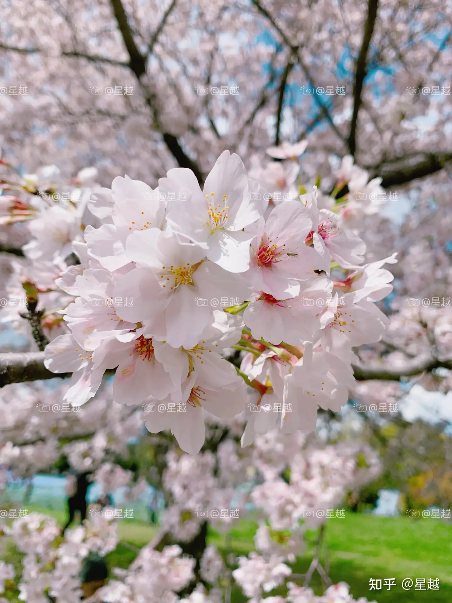 染井吉野樱——日本最常见也是数量最多的樱花- 知乎