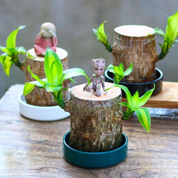 巴西木多久能泡出根(巴西木怎么养才正确)插图(2) 巴西木多久能泡出根(巴西木怎么养才正确)插图(2)
