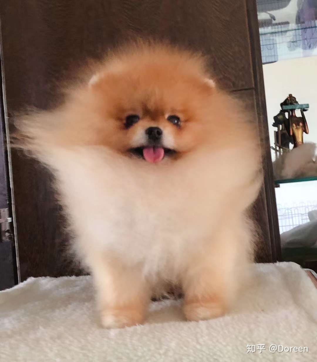 如何挑选一只漂酿的家养博美 走过一些弯路 写给想养小博美的你们 知乎