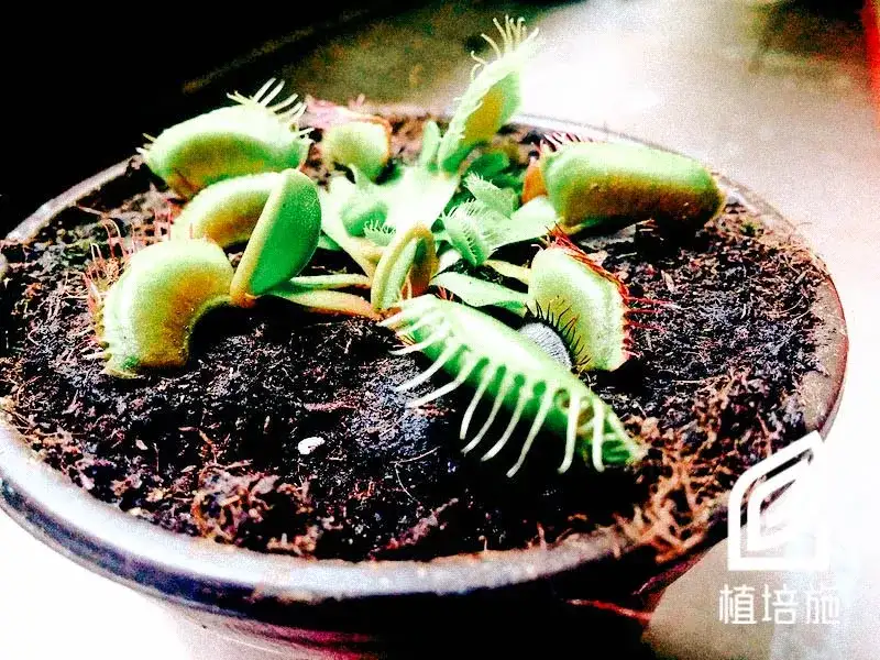 264円 Rakuten 種子 種 Dionaea Muscipula ハエトリグサ ハエトリソウ 蠅捕草 食虫植物 種子