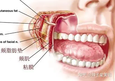 颌下腺导管开口位置图图片