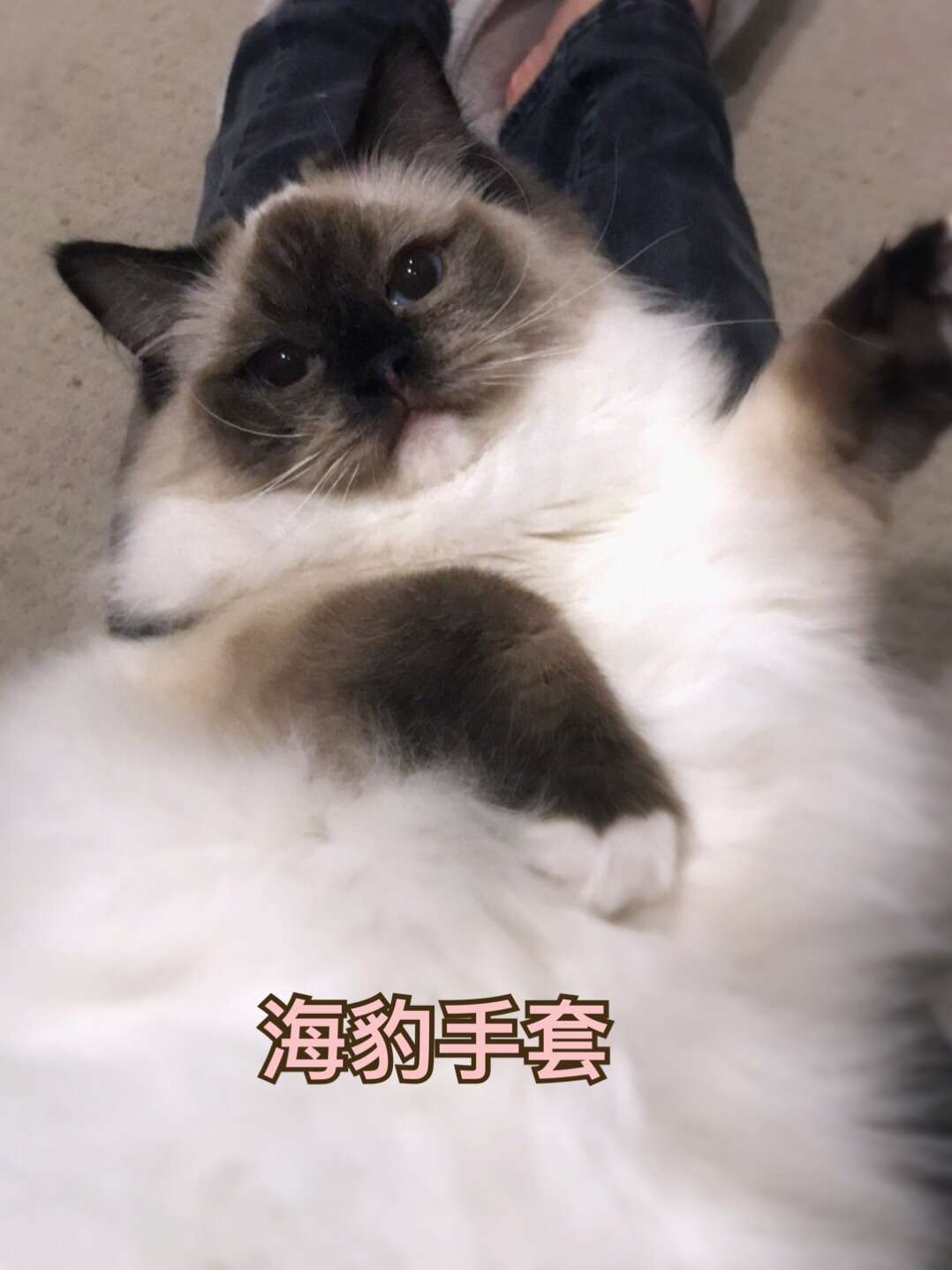 布偶猫花色图解 知乎