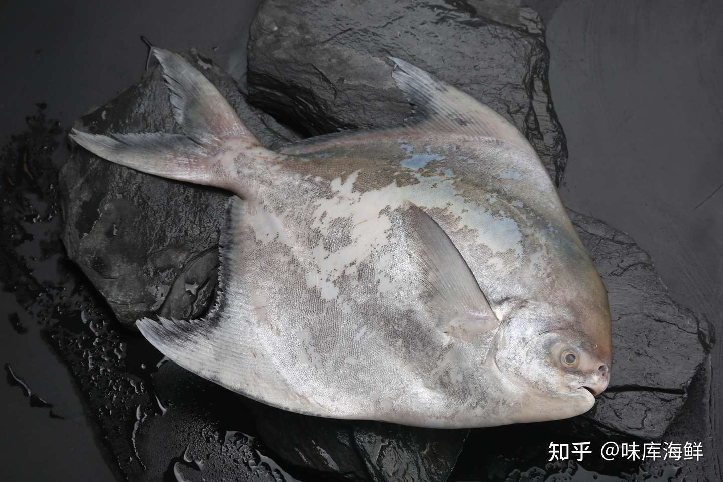 海洋中的 豌豆姑娘 世界上难养又好吃的鱼非银鲳鱼莫属 知乎