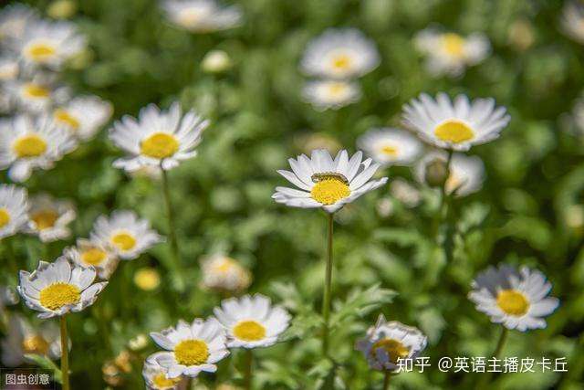 花开了 千万别翻译成 Flowers Are Open 知乎