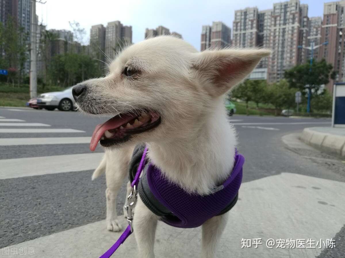 狗狗突然呼吸急促 很可能隐藏着这些疾病 铲屎官一定不能忽视 知乎