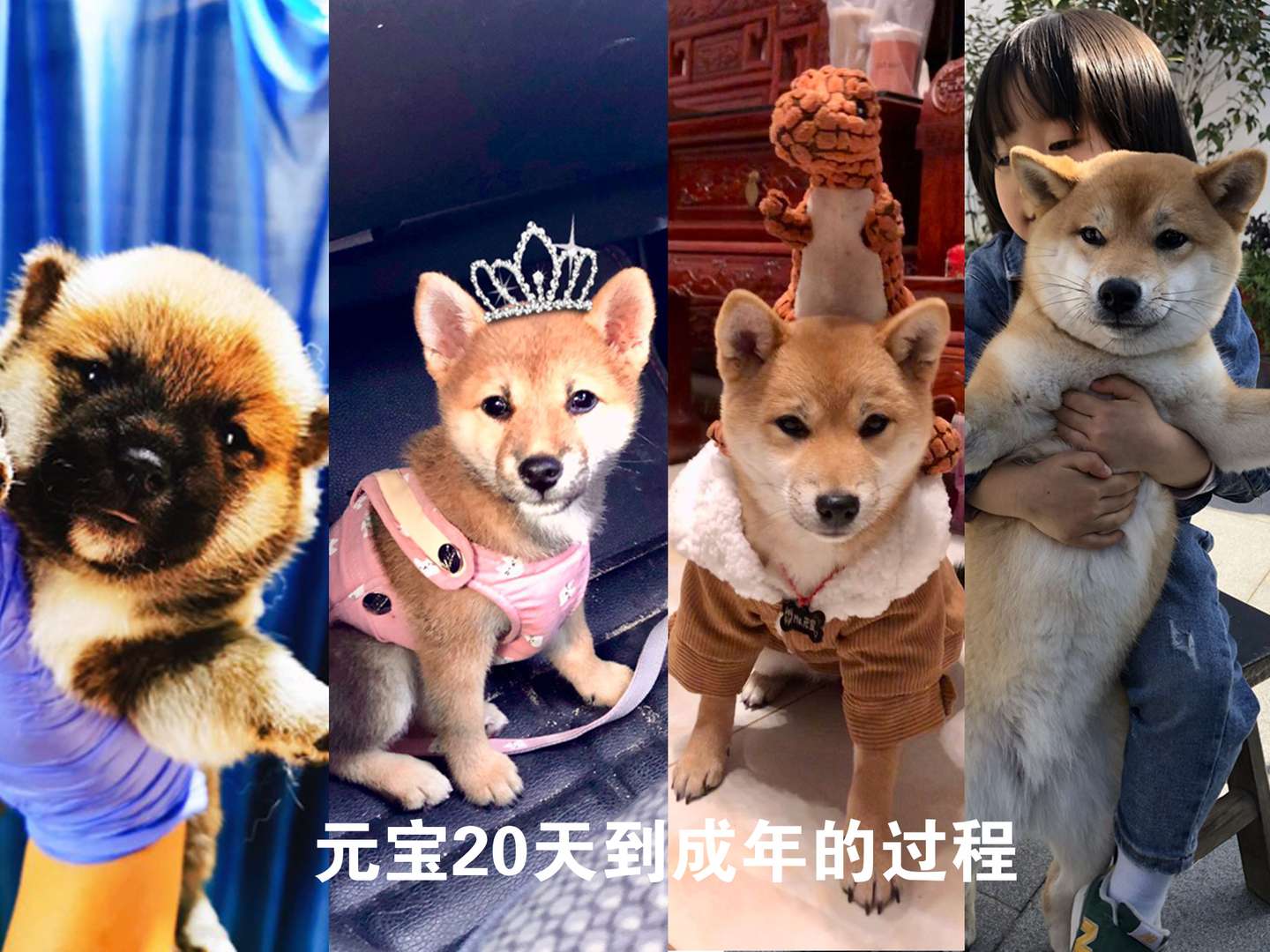 柴犬指南 关于黑嘴套的一些事 知乎