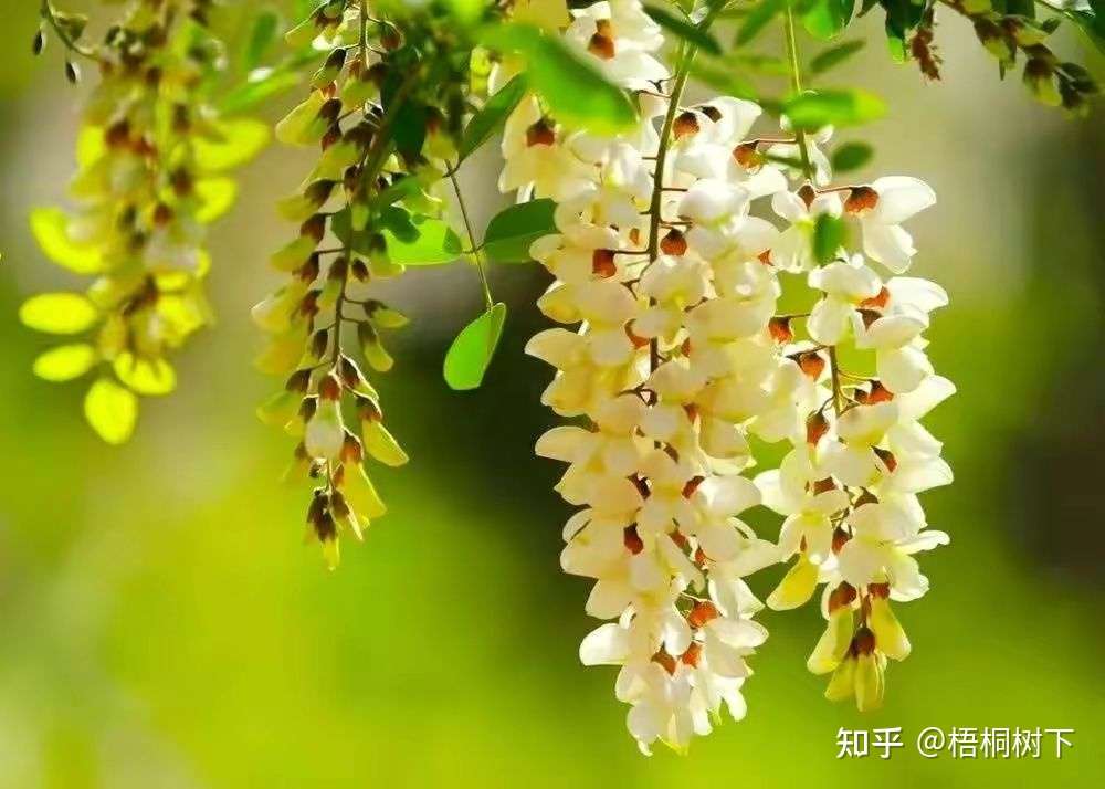 洋槐花 我心底里永远的乡愁 知乎 洋槐花 我心底里永远的乡愁 知乎