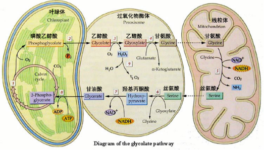 必修1-分子与细胞-光呼吸的详细过程