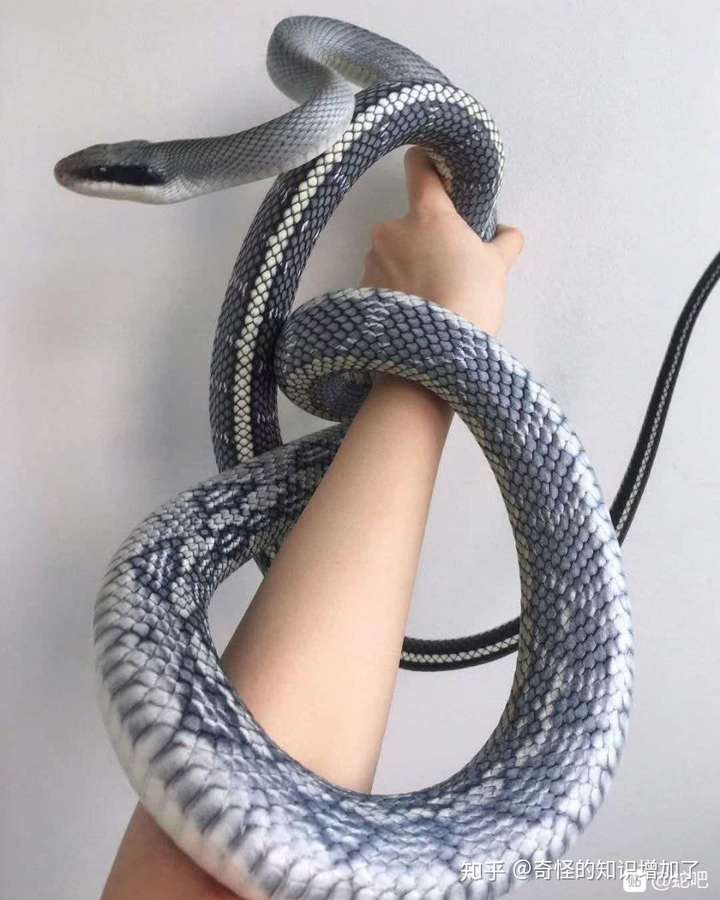 有哪些极美的蛇