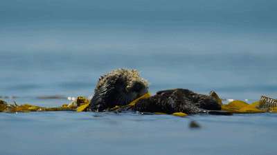 有哪些令人费解感到奇怪的动物行为gif或视频为什么会这样