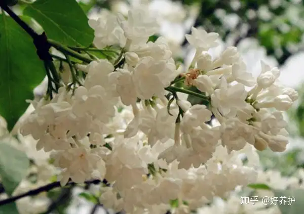 干货满满（丁香花图片）银杏树图片大全高清 春夏秋冬 第7张