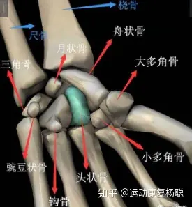 桡腕关节由桡骨远端,尺骨远端的三角软骨盘和近排腕骨中的舟,月,三角