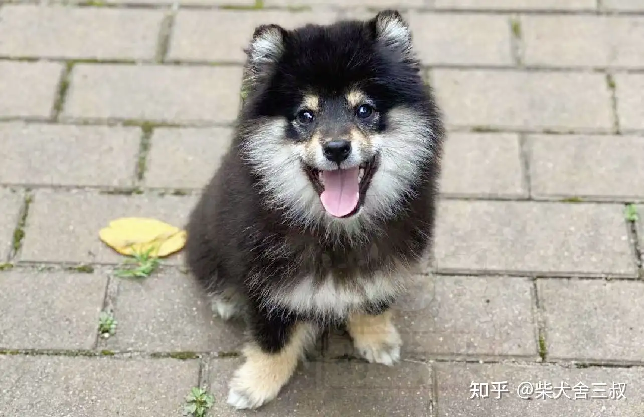 柴犬百科 柴犬都有豆豆眉吗 没有豆豆眉是纯种柴犬吗 知乎