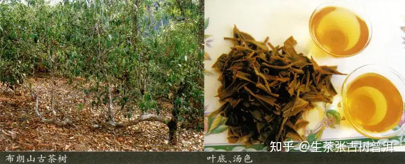 详解：云南的知名的5大古树茶山，以及普洱古树茶特点如何？ - 知乎