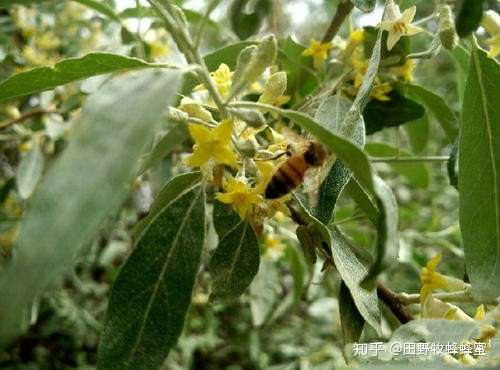 沙枣蜜与枣花蜜的区别 沙枣蜜好还是红枣蜜好 知乎