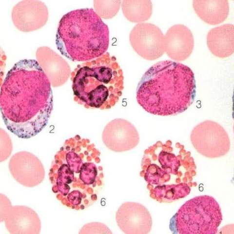 嗜酸性粒细胞图片手绘图片