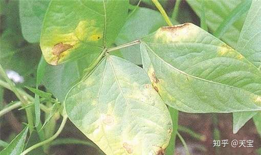 紫花油豆角栽培及病虫害防治技术 知乎