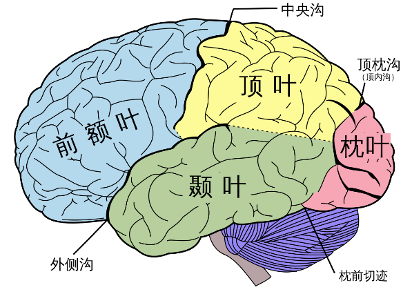 大脑皮层分区