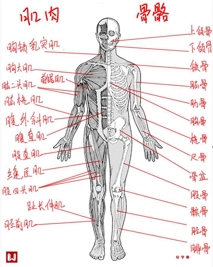 男人体系列丨肌肉吴克丨人体丨肌肉怎么画丨ps板绘