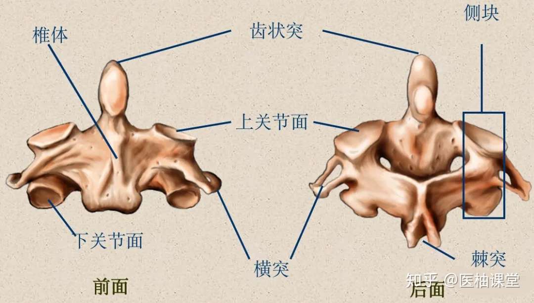 脊柱超详细解剖 高清图文版 知乎