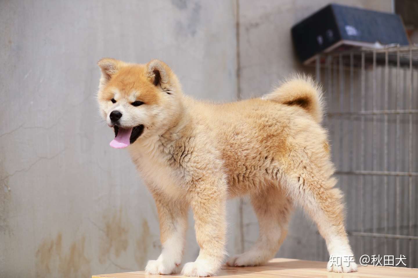 如何判断秋田犬照片和视频 知乎