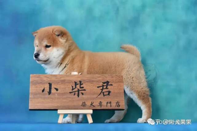 柴犬健康喂养小知识来啦 记下来哦 知乎