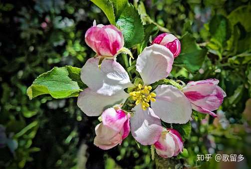 飞花令 花 50首含 花 的经典古诗词名句赏析 知乎