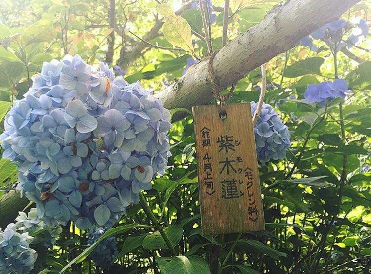 日本的这家寺院有全世界最漂亮的绣球花 知乎