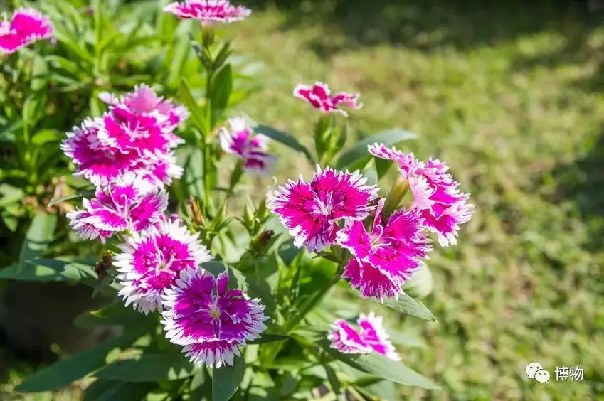 花坛里用的都是什么花 纯干货总结 知乎