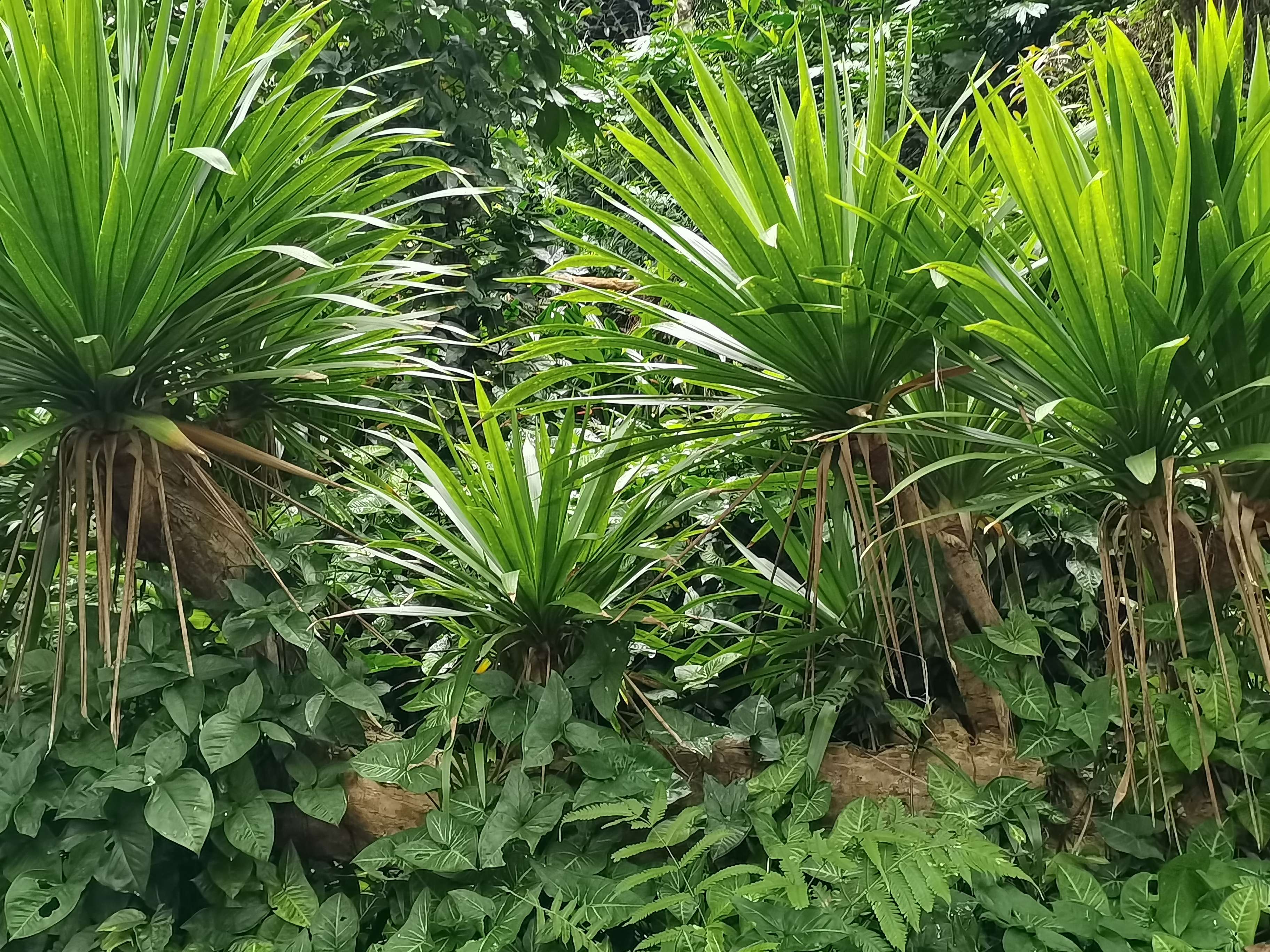 半步 的想法: 这么大一颗剑叶龙血树大概要养几十年,还… - 知乎