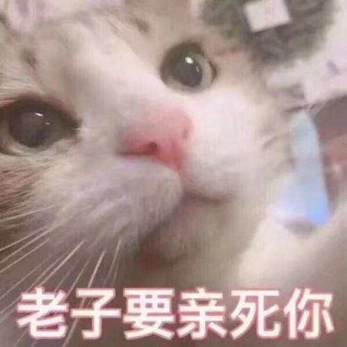 猫咪是当代女青年的精神爱马仕 知乎