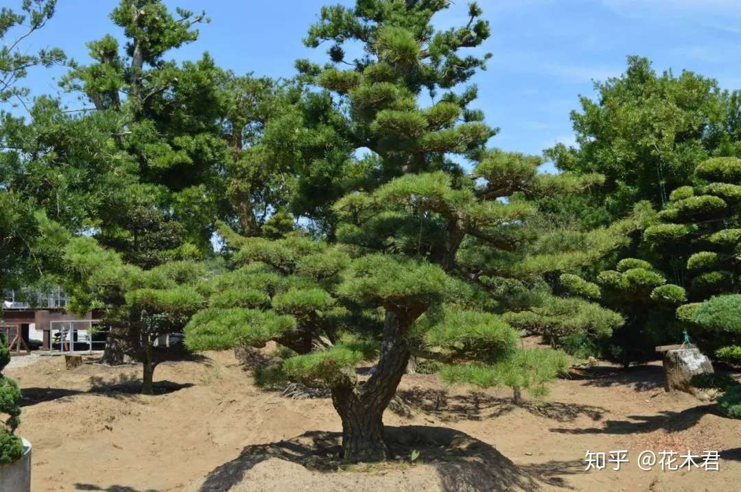 黑松盆景的鉴赏以及制作造型的7点注意事项 知乎