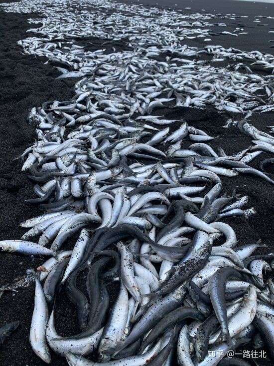地震前兆 日本三宅岛海滩突现大量死鱼 茨城小河沟鱼群聚集 知乎