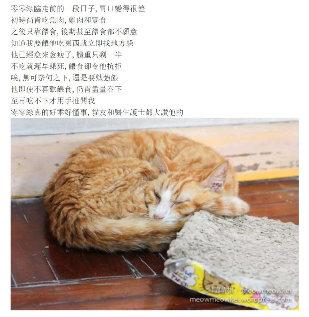 猫 求你快带我去医院吧 太疼了 知乎